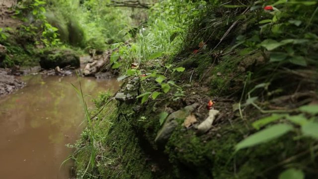 Natural habitat of the mexican Ferocious water big