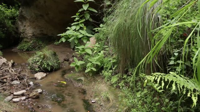 Natural habitat of the mexican Ferocious water big