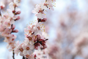 Spring flowers. Flowering apricot trees outdoors. Beautiful banner of natural