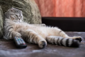 Foto op Plexiglas A lazy fat cat is lying asleep on the sofa with a remote control from the TV © Регина Ерофеева