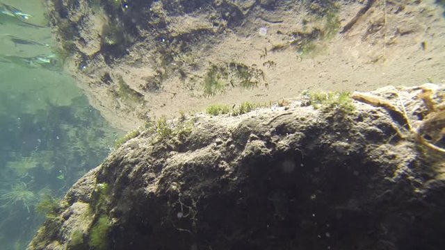 Underwater shot of the giant water bug habitat