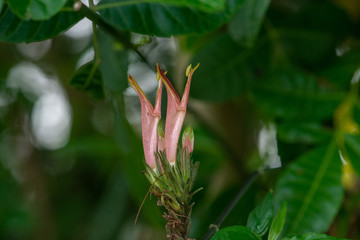 Crocodile-like crocodile flower