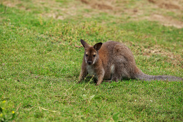 Kangaroo in the meadow