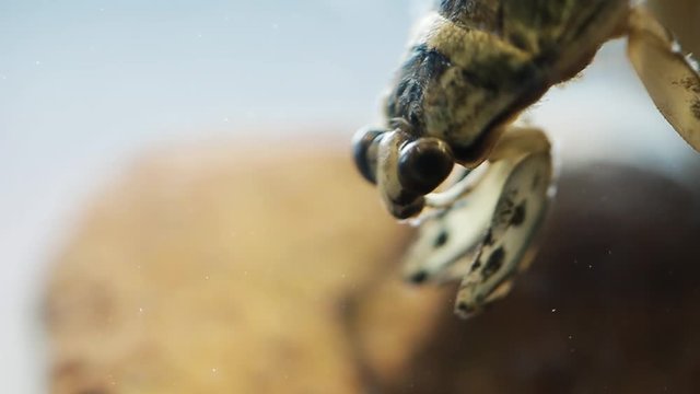 Ferocious water bug head bobbing behaviour