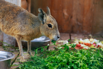 Patagonian hare close up