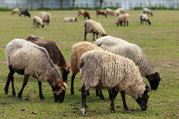 Obraz na płótnie Canvas sheep in a green meadow