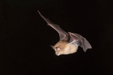 Greater Horseshoe Bat - obrazy, fototapety, plakaty