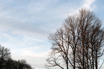 Fototapeta na wymiar leafless canopies of oak trees in evening sun