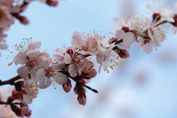 Spring flowers. Flowering apricot trees outdoors. Beautiful banner of natural