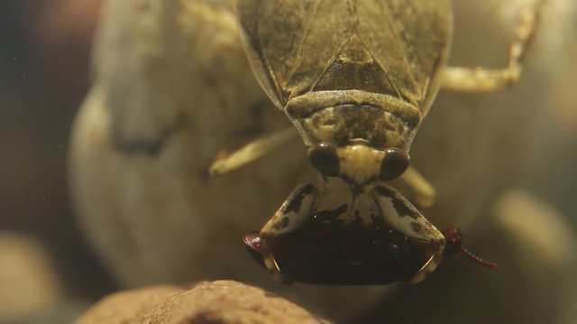 Giant water bug handling a tenebrio beetle with its forelegs