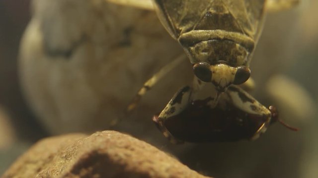 Giant water bug handling a tenebrio beetle with its forelegs