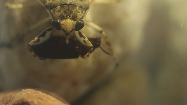Giant water bug handling a tenebrio beetle with its forelegs