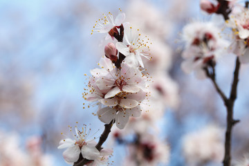 Spring flowers. Flowering apricot trees outdoors. Beautiful banner of natural