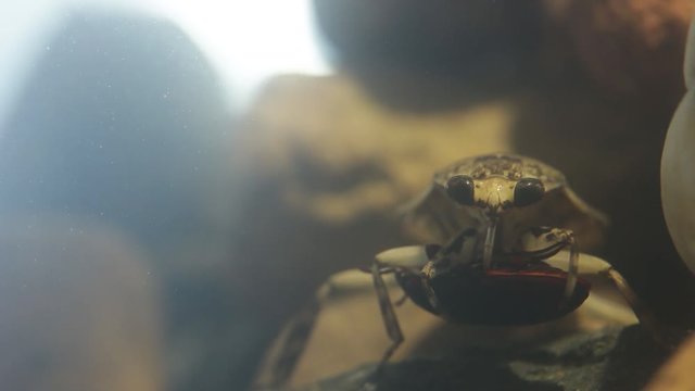 Water bug eating a mealworm beetle, underwater footage