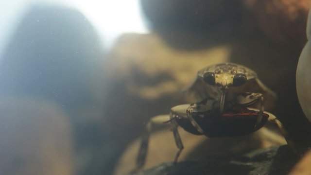 Water bug eating a mealworm beetle, underwater footage