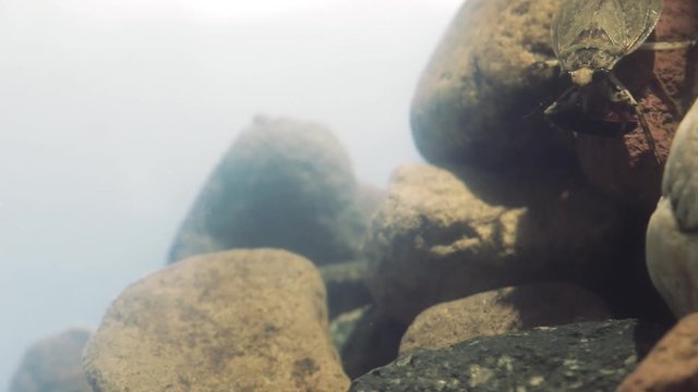 Water bug eating a mealworm beetle, underwater footage