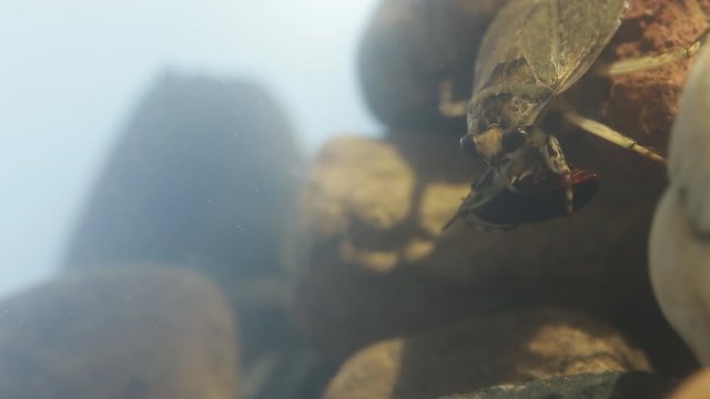 Water bug eating a mealworm beetle, underwater footage