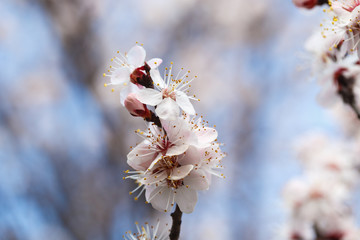 Spring flowers. Flowering apricot trees outdoors. Beautiful banner of natural