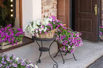 Fototapeta na wymiar Lush blossom of white and purple colored creeping petunia in wicker basket and wooden box on street. Outdoor decoration