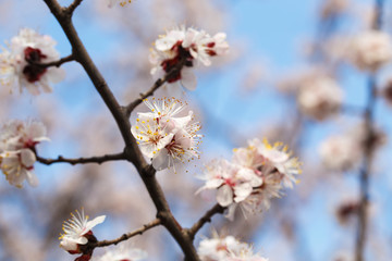 Spring flowers. Flowering apricot trees outdoors. Beautiful banner of natural