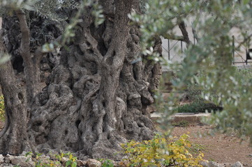 Obraz premium Olive Garden. Gethsemane, a place of Jesus' prayer and vigil. Holy Garden on the Olive Hill, a place of pilgrimage for Christians.