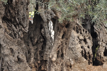 Fototapeta premium Olive Garden. Gethsemane, a place of Jesus' prayer and vigil. Holy Garden on the Olive Hill, a place of pilgrimage for Christians.