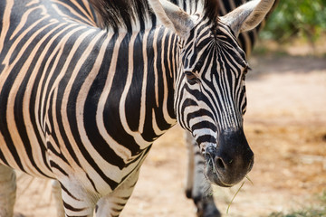 Fototapeta na wymiar Zebra face closeup