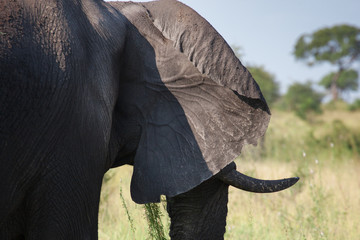 Elephant Ear Closeup