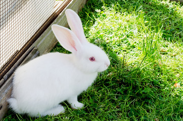 A white rabbit is sitting in the green grass in the corral. Natural landscape, horizontal image