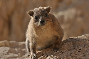 Rock hyrax in the Ein Gedi National Park in Israel. Protected wild animals forage and agile climb...