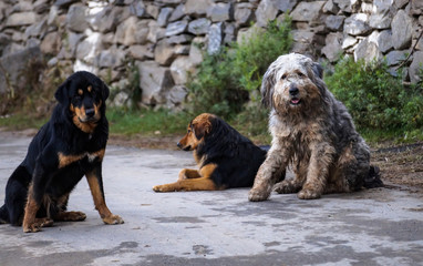 Mountain street dogs at Kalpa Himachal Pradesh India