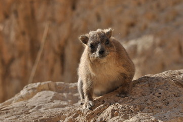 Rock hyrax in the Ein Gedi National Park in Israel. Protected wild animals forage and agile climb trees and rocks.