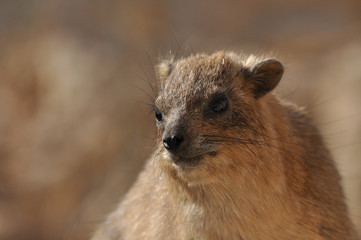 Rock hyrax in the Ein Gedi National Park in Israel. Protected wild animals forage and agile climb trees and rocks.
