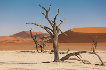 Trees in Deadvlei, Sossusvlei, Namibian Desert