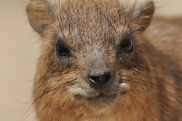Rock hyrax in the Ein Gedi National Park in Israel. Protected wild animals forage and agile climb...