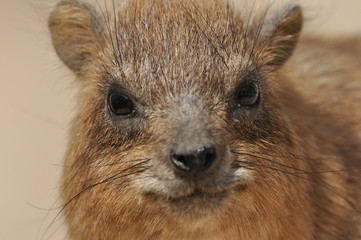 Rock hyrax in the Ein Gedi National Park in Israel. Protected wild animals forage and agile climb...