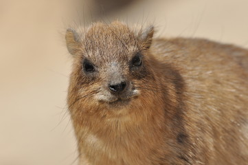 Rock hyrax in the Ein Gedi National Park in Israel. Protected wild animals forage and agile climb trees and rocks.
