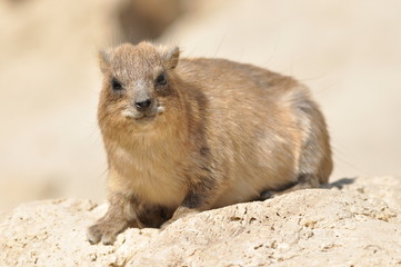 Rock hyrax in the Ein Gedi National Park in Israel. Protected wild animals forage and agile climb trees and rocks.