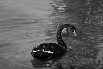 A black swan swims on a pond. Rare bird.