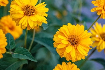 yellow flowers on a background of other flowers on a summer day