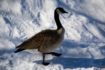 Canada Goose in the Snow
