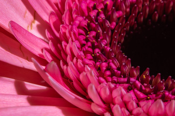 rose petals of a gerbera flower in macro photography