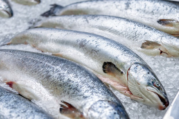 Fresh chilled salmon lies on ice. Close-up shot.