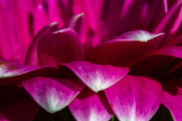 rose petals of gerbera in macro photography