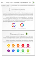 Endocannabinoids vs Phytocannabinoids vertical business infographic illustration about cannabis as herbal alternative medicine and chemical therapy, healthcare and medical science vector.