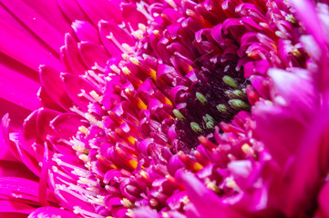 hot pink gerbera flower in macro photography
