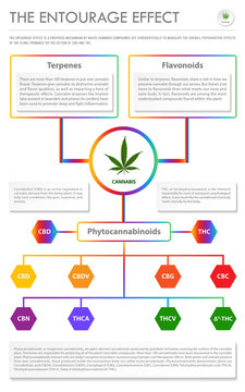 The Entourage Effect vertical business infographic illustration about cannabis as herbal alternative medicine and chemical therapy, healthcare and medical science vector.