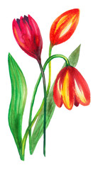 Three red tulips with green leaves. One flower has bent its inflorescence low and is fading, the Bud is reaching up. Watercolor on a white background is suitable for a romantic or holiday card