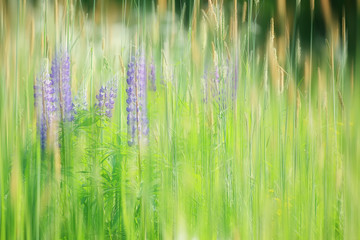 lupins in the field / summer flowers purple wild flowers, nature, landscape in the field in summer