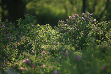 small pink spring flowers background, abstract view in spring garden, nature flowers